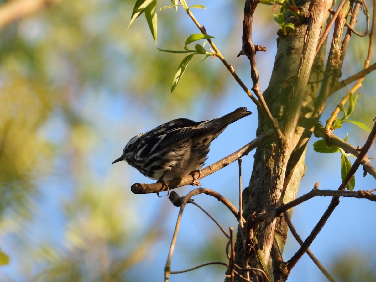 Black-and-white Warbler - ML618429852