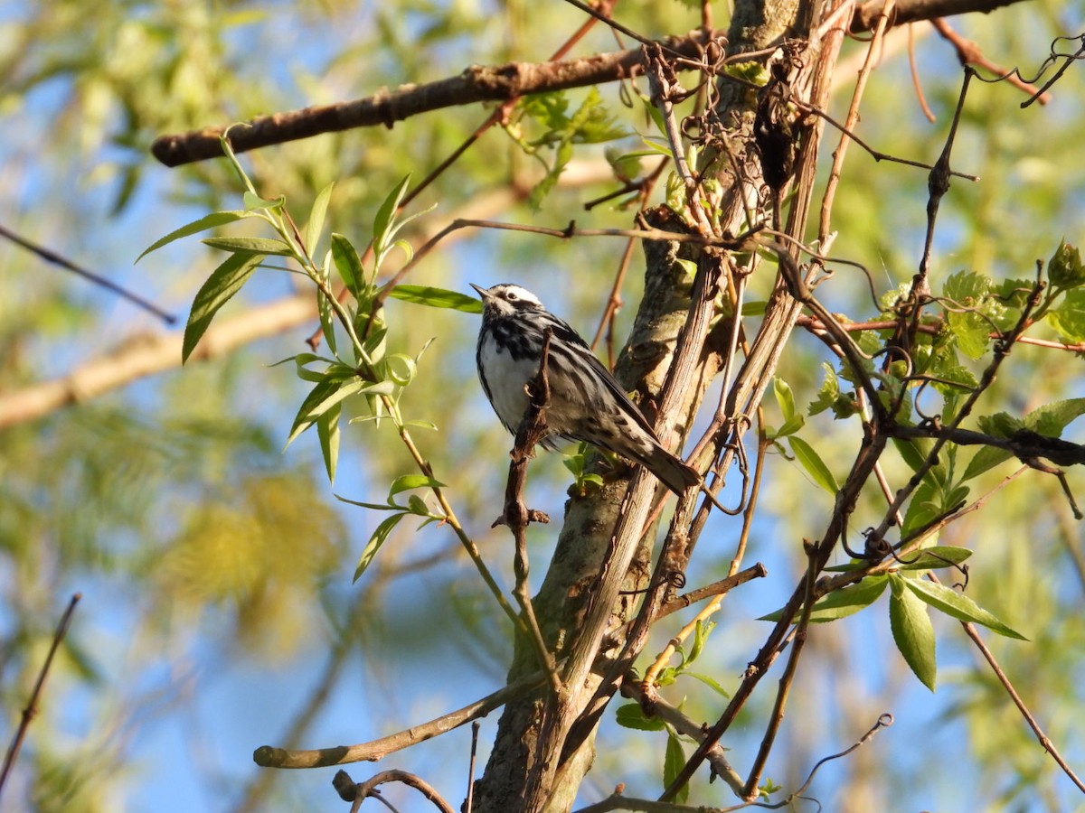 Black-and-white Warbler - ML618429853