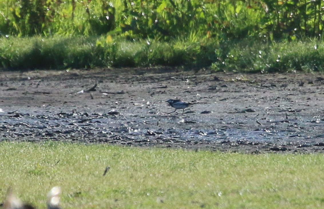 White Wagtail (Black-backed) - ML618429863