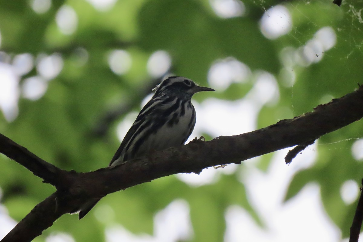 Black-and-white Warbler - ML618429870
