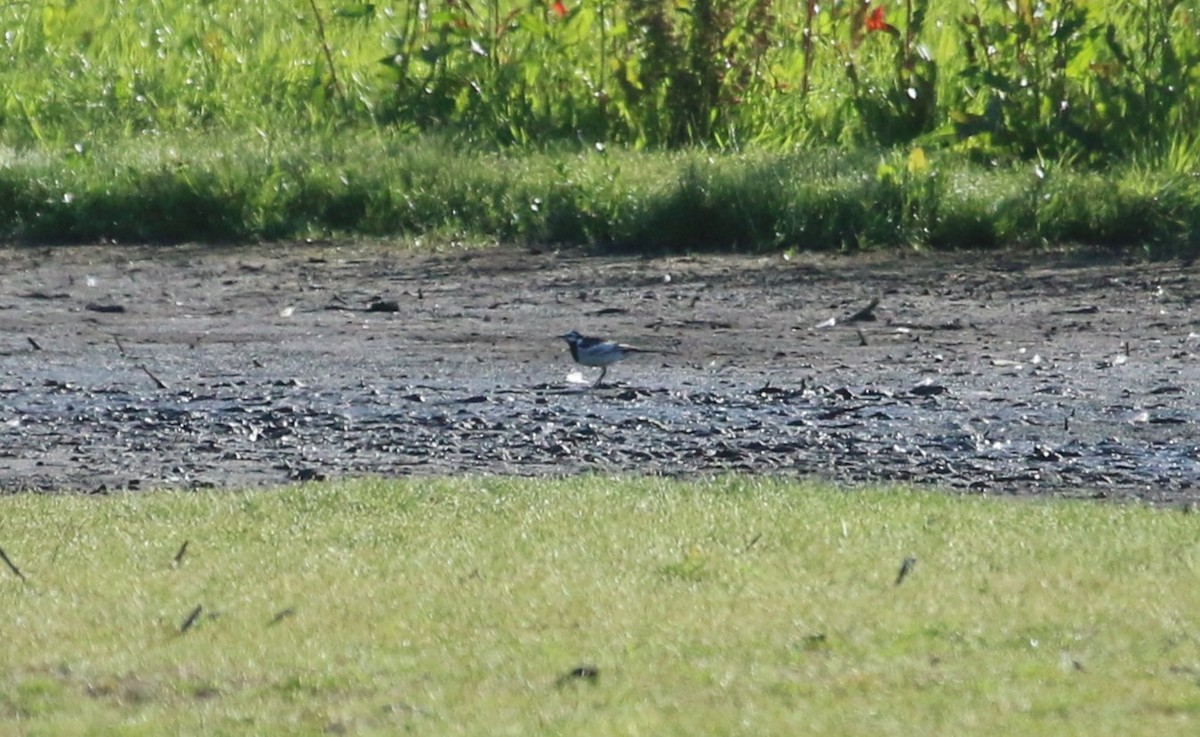 White Wagtail (Black-backed) - ML618429880