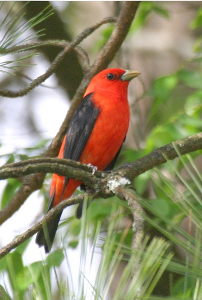 Scarlet Tanager - ML618429917