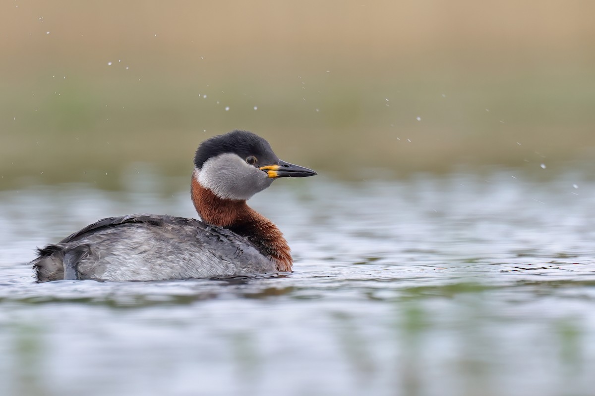 Red-necked Grebe - ML618429927
