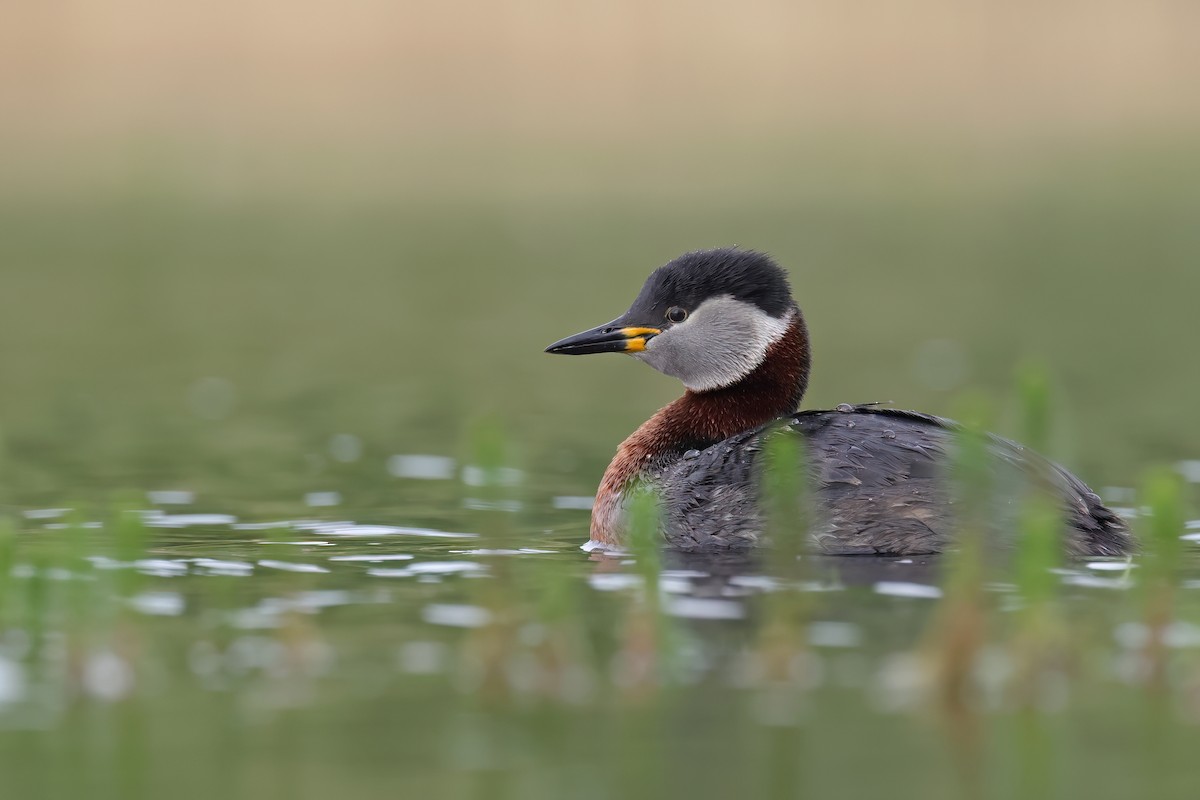 Red-necked Grebe - ML618429928