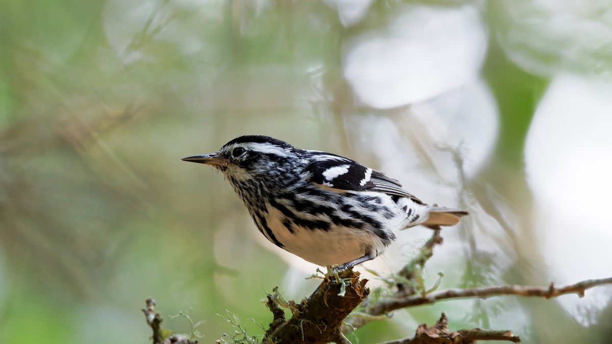 Black-and-white Warbler - ML618429945