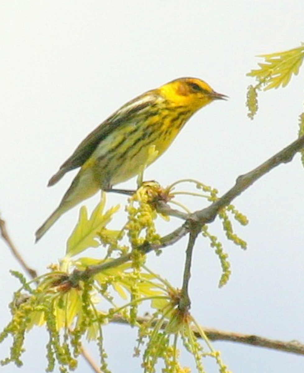 Cape May Warbler - ML618429951