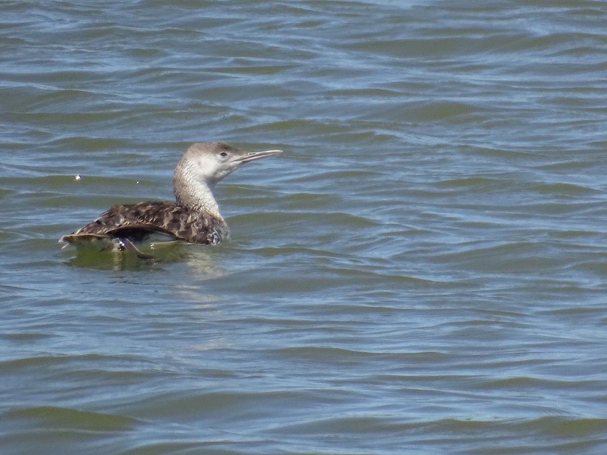 Red-throated Loon - ML618429956