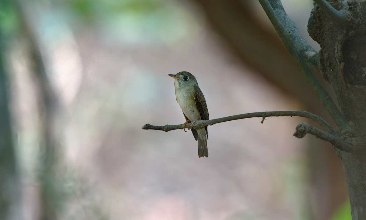Brown-breasted Flycatcher - ML618429996