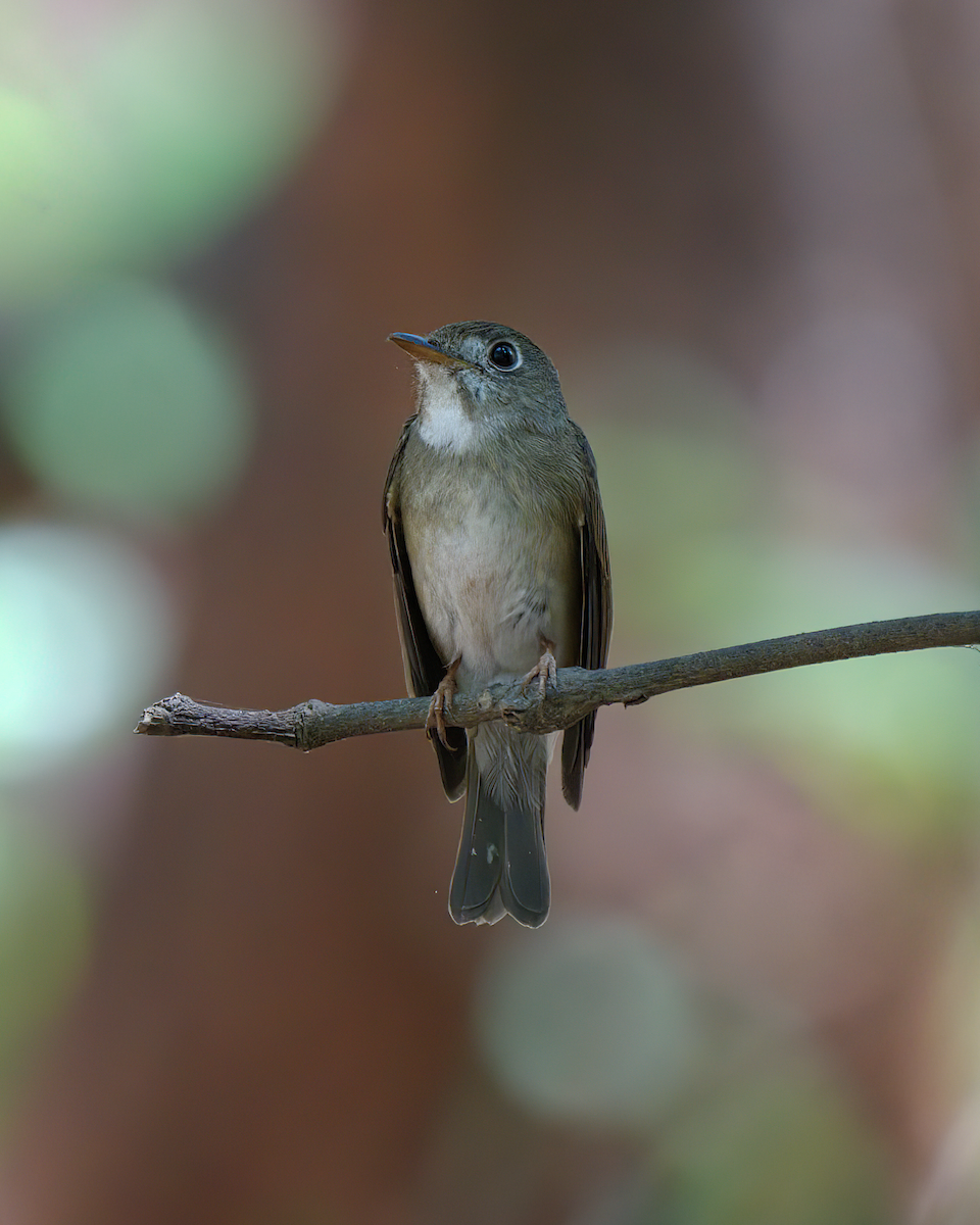 Brown-breasted Flycatcher - ML618429997