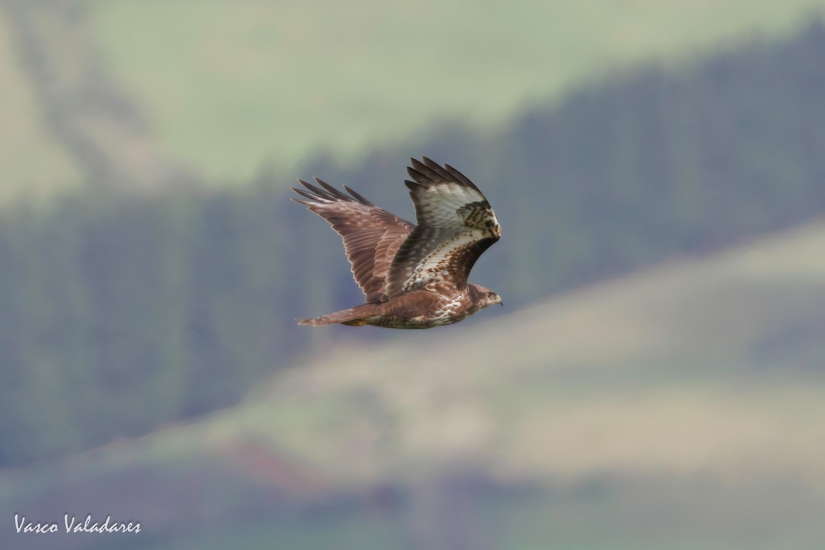 Common Buzzard (Azores) - ML618430004
