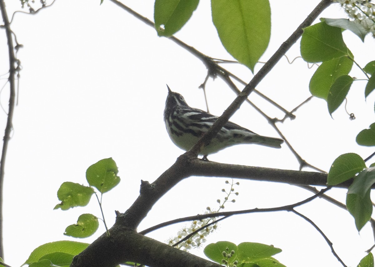 Black-and-white Warbler - ML618430011