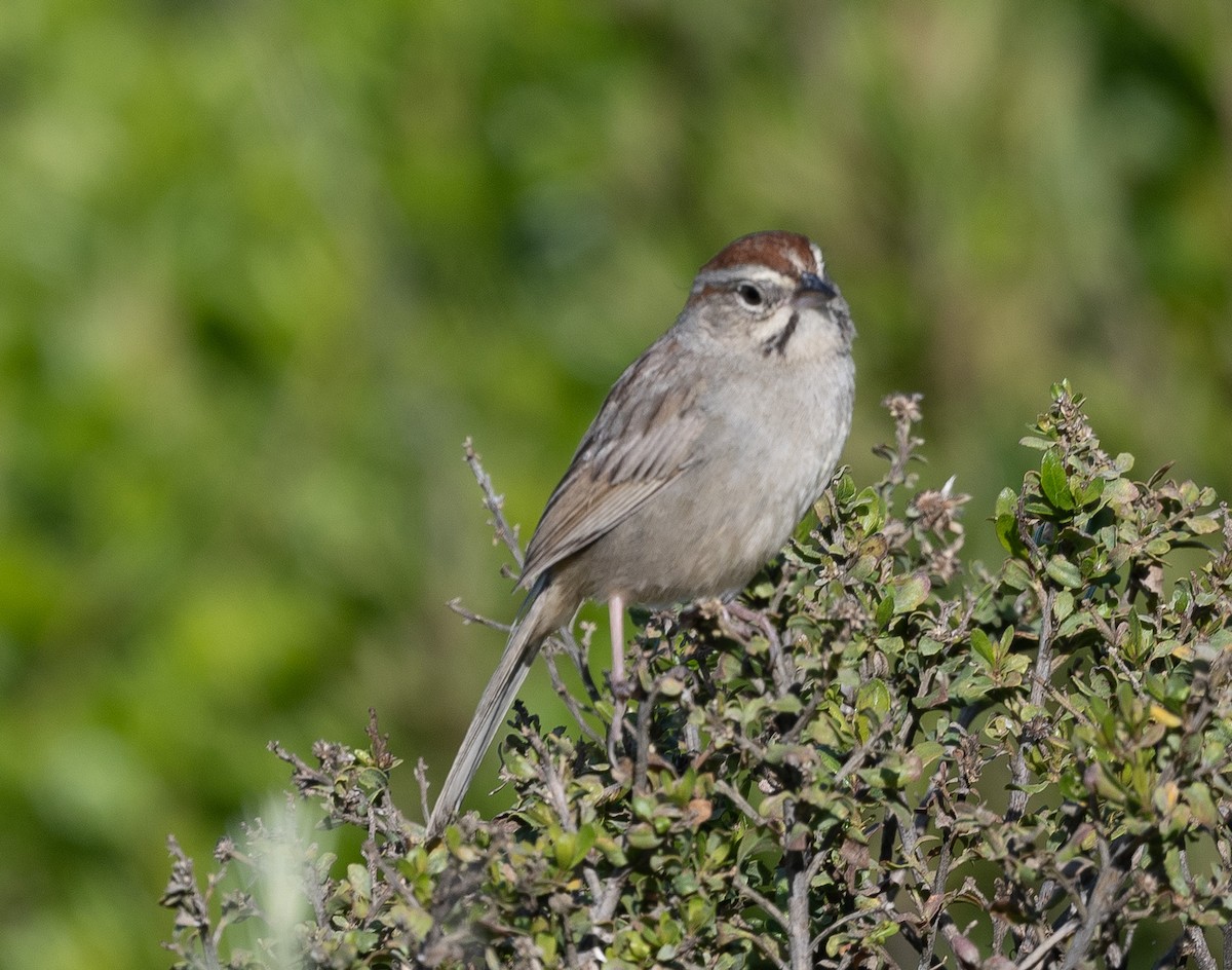 Rufous-crowned Sparrow - ML618430038