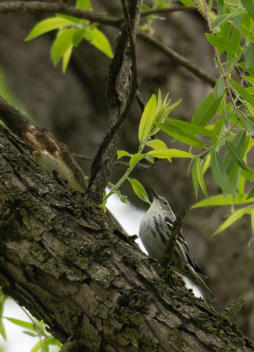 Black-and-white Warbler - Kevin Gong