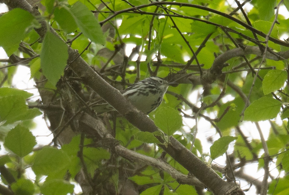 Black-and-white Warbler - ML618430040