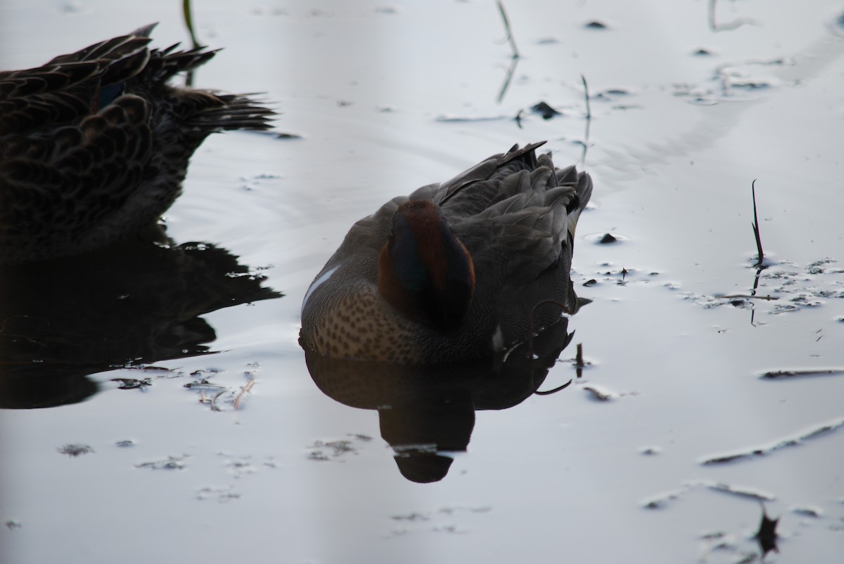 Green-winged Teal - Émile Tousignant