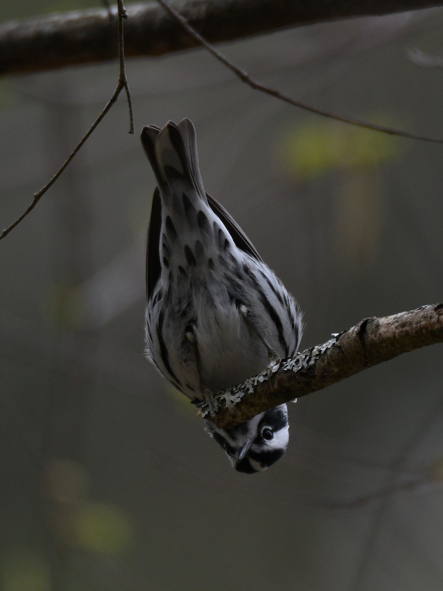 Black-and-white Warbler - ML618430137
