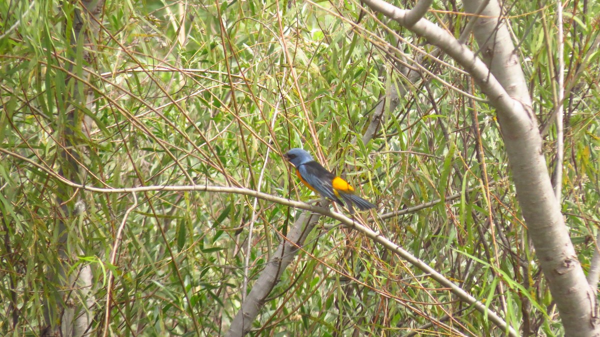 Blue-and-yellow Tanager - ML618430146
