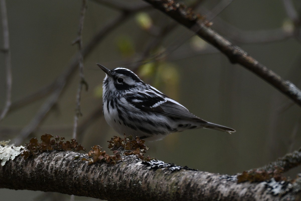Black-and-white Warbler - Samuel Guiles