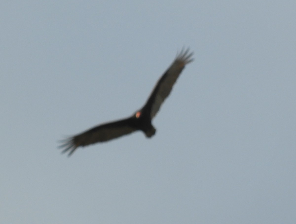 Turkey Vulture - ML618430172