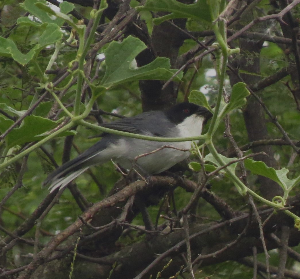 Black-capped Warbling Finch - ML618430175