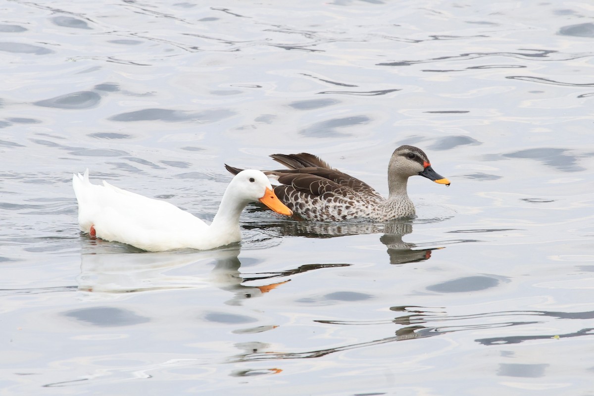 Indian Spot-billed Duck - ML618430214