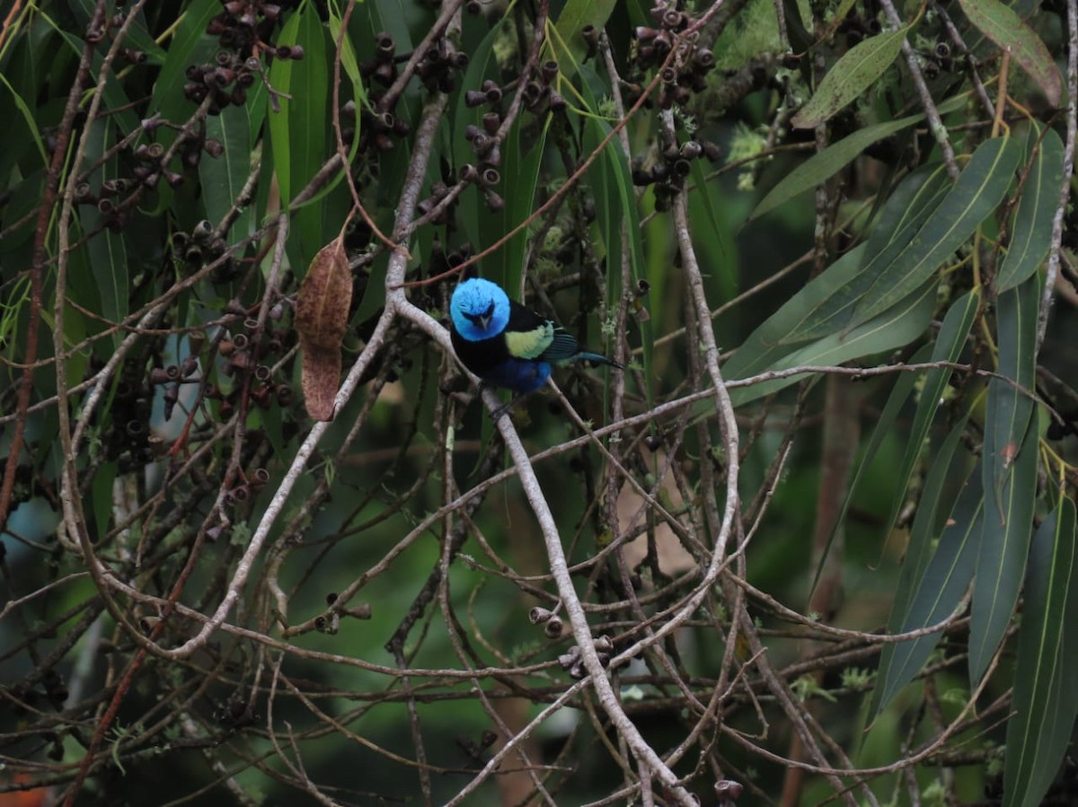 Blue-necked Tanager - ML618430222