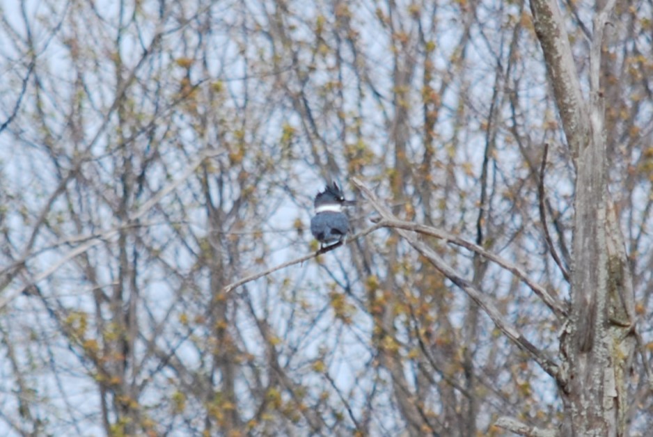 Belted Kingfisher - ML618430279