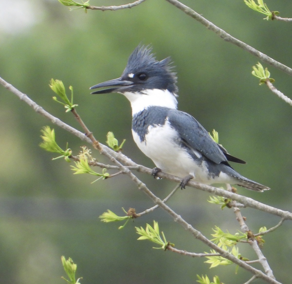 Belted Kingfisher - ML618430297