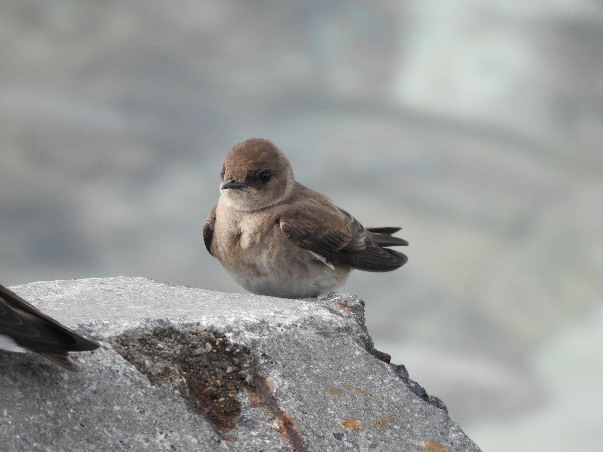 Northern Rough-winged Swallow - ML618430311