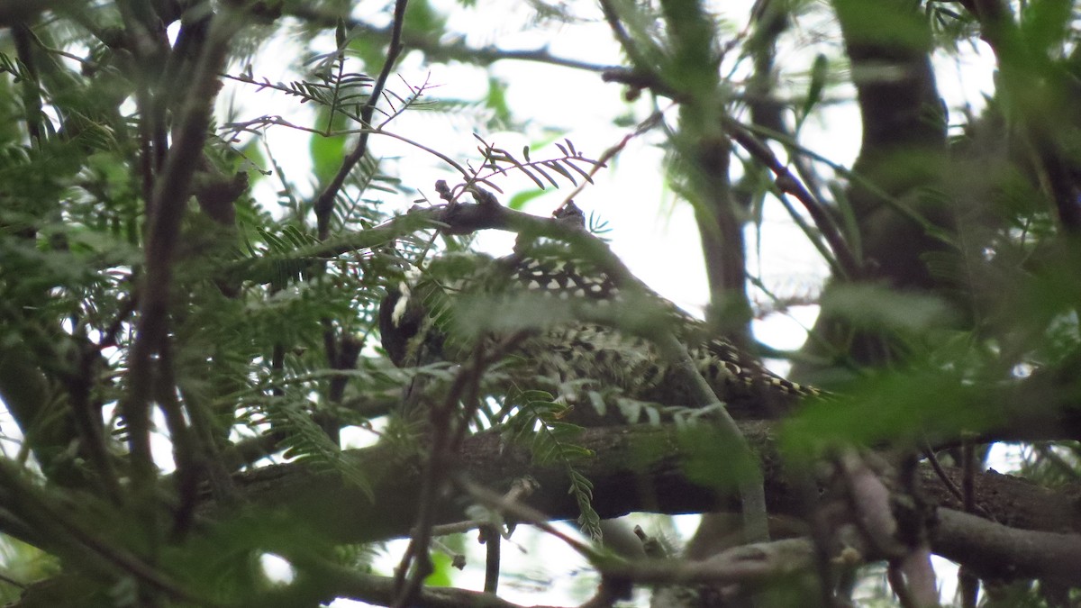 Checkered Woodpecker - ML618430333
