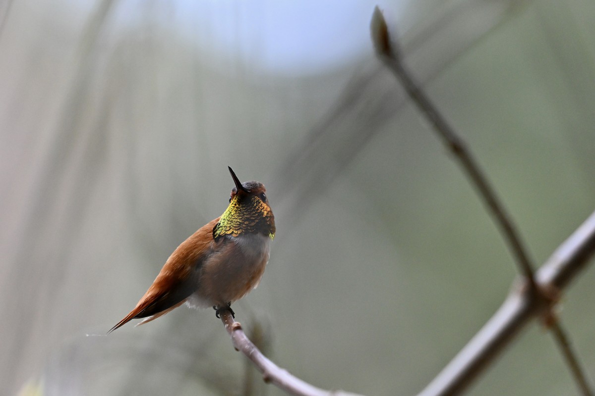 Rufous Hummingbird - ML618430336