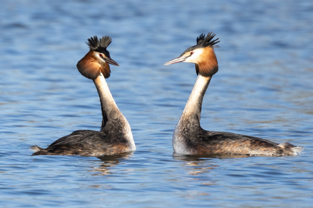 Great Crested Grebe - ML618430344