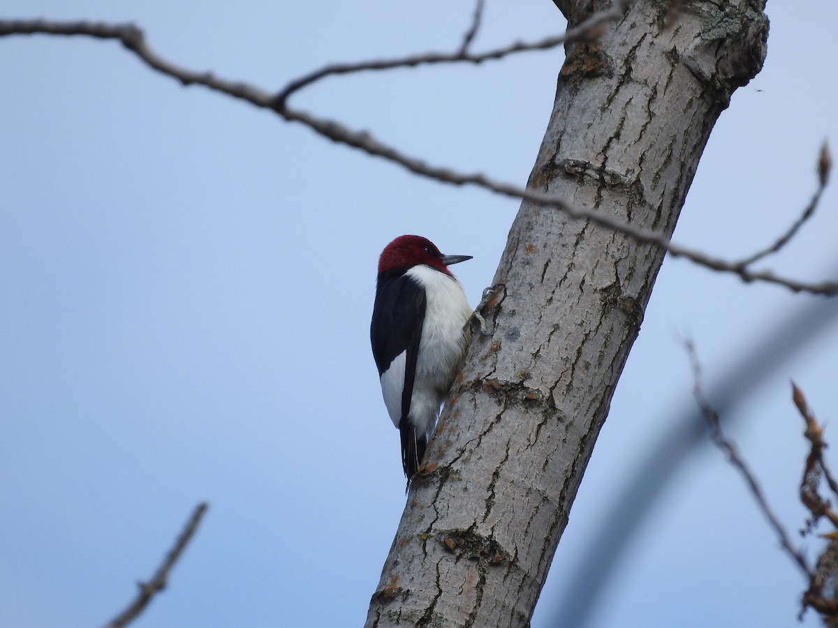 Red-headed Woodpecker - ML618430348