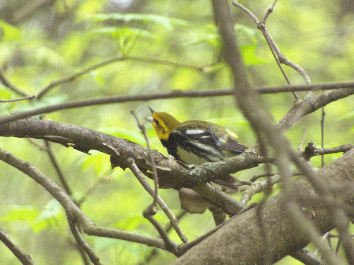 Black-throated Green Warbler - Ken Andrews