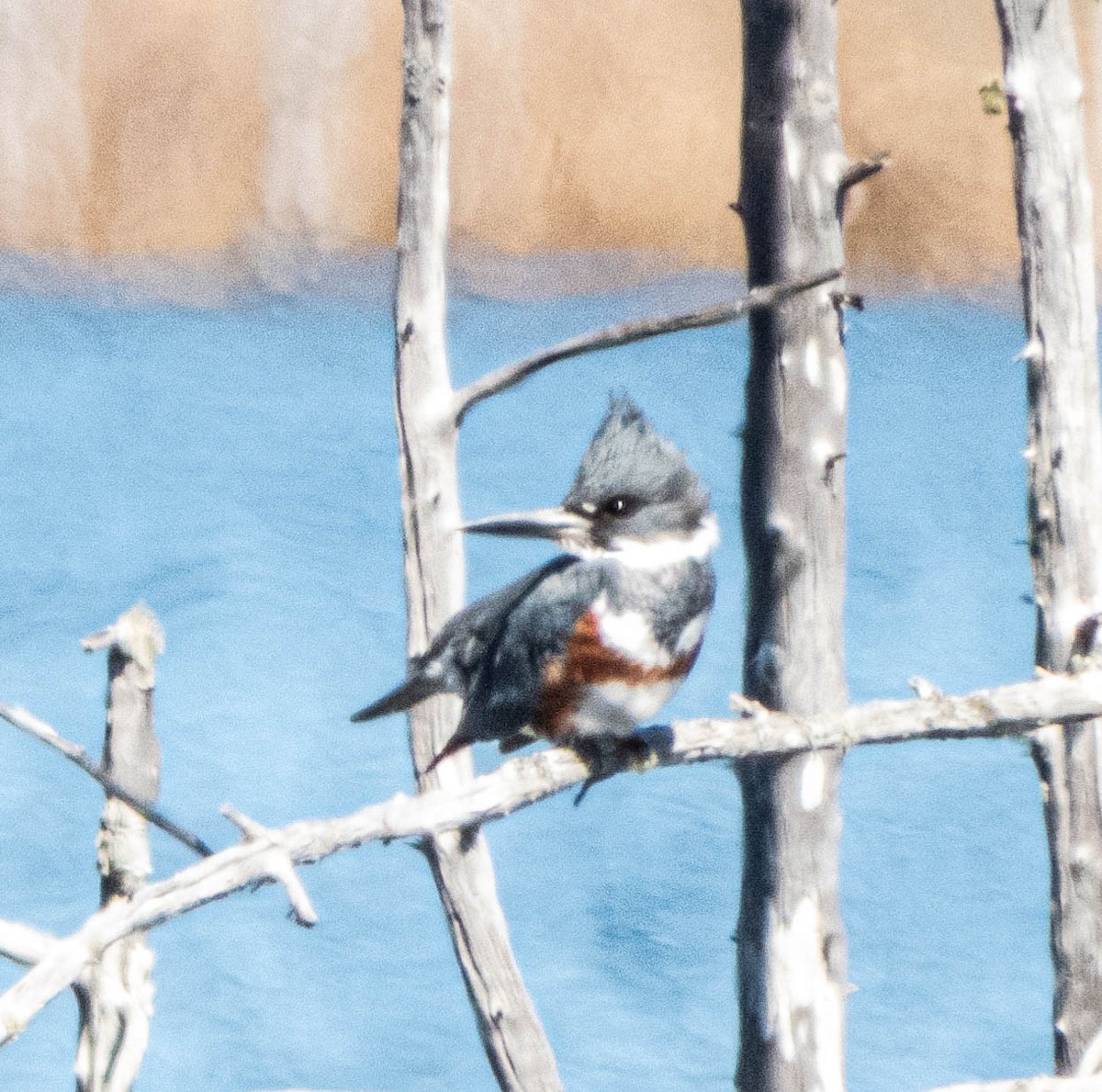 Belted Kingfisher - ML618430403