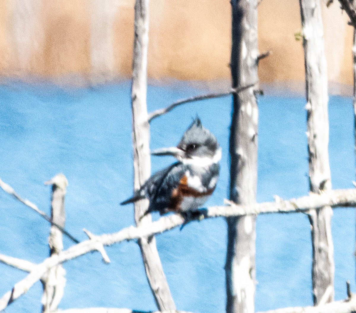 Belted Kingfisher - ML618430404
