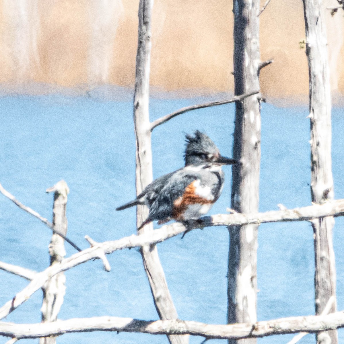 Belted Kingfisher - ML618430405