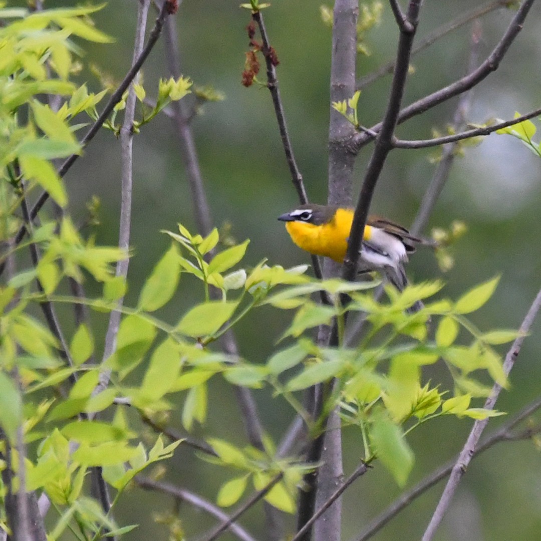 Yellow-breasted Chat - ML618430434