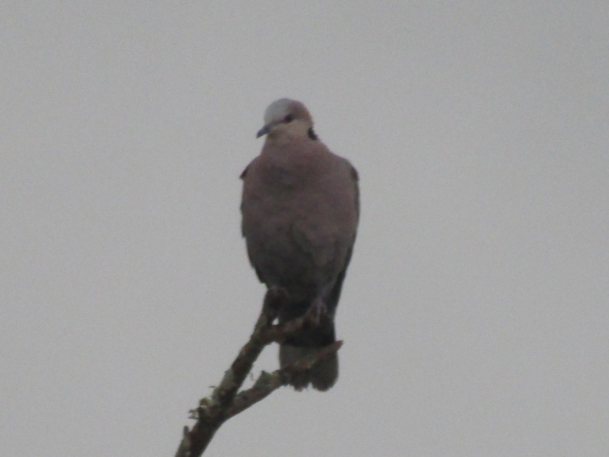 Red-eyed Dove - ML618430436