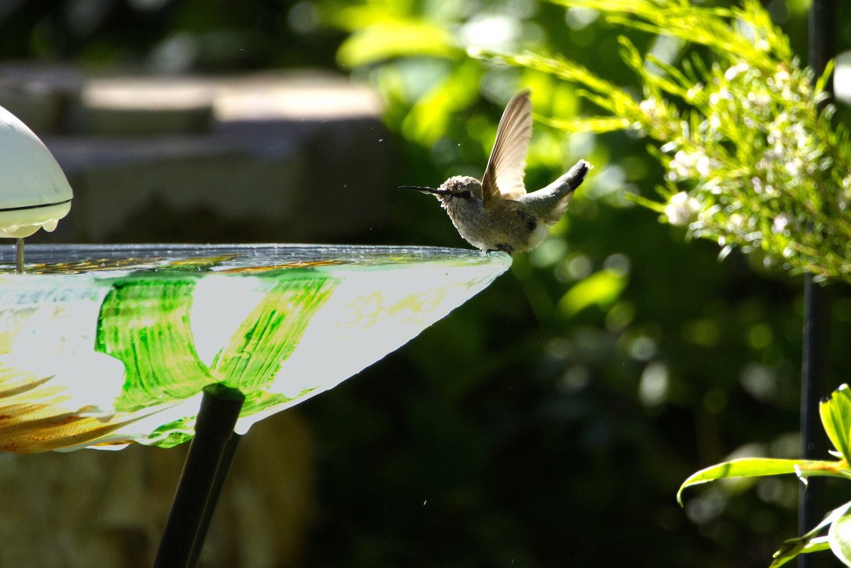 Anna's Hummingbird - Ben Hejna