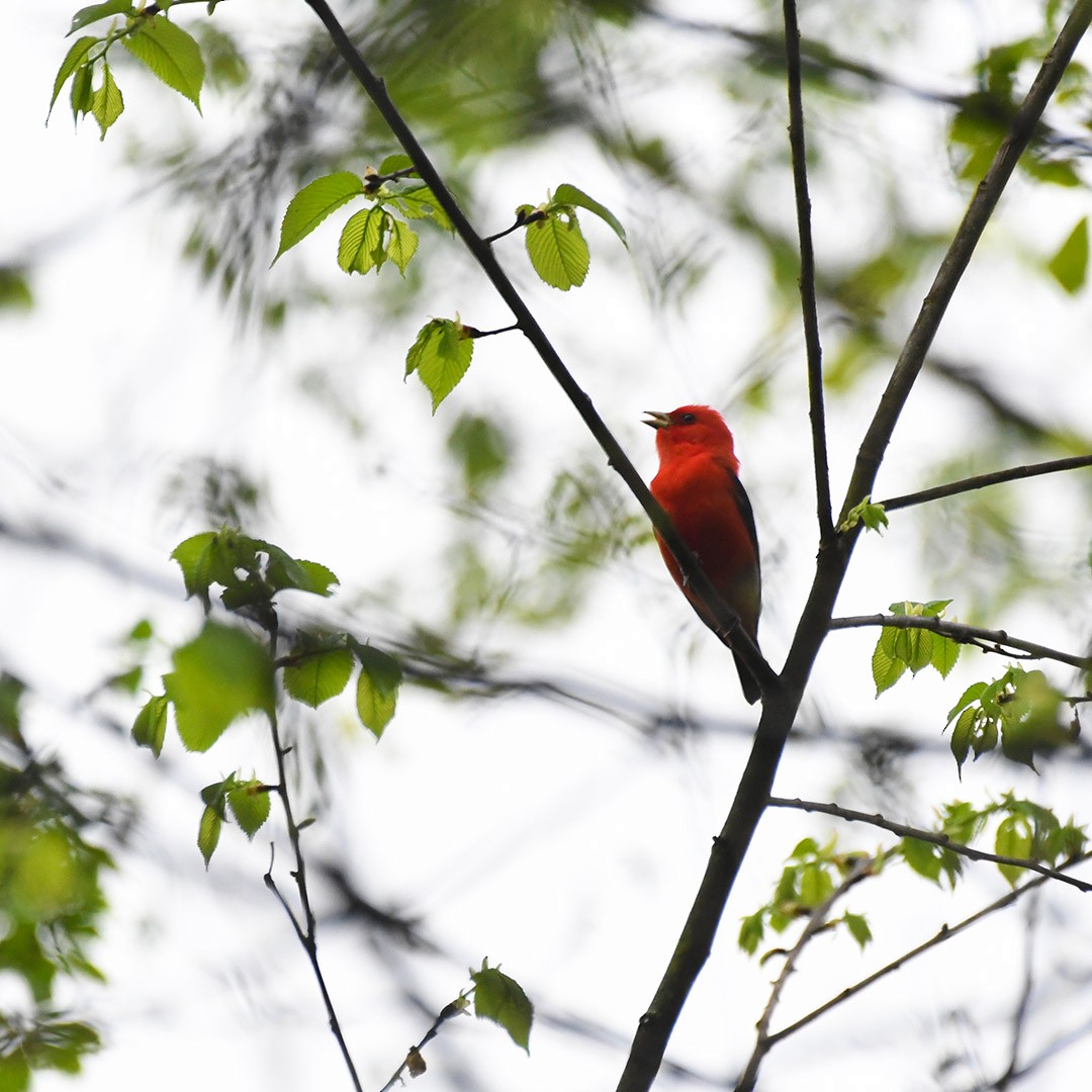 Scarlet Tanager - ML618430459