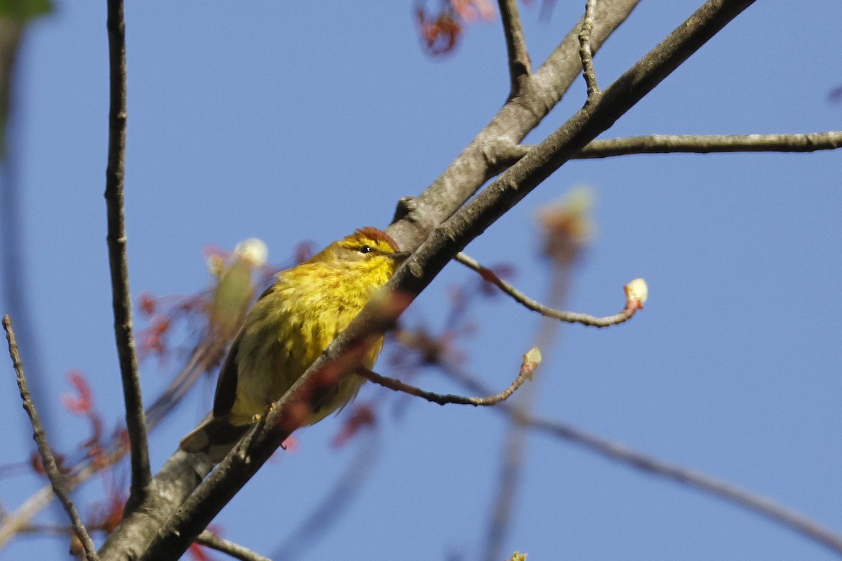 Palm Warbler (Yellow) - ML618430599