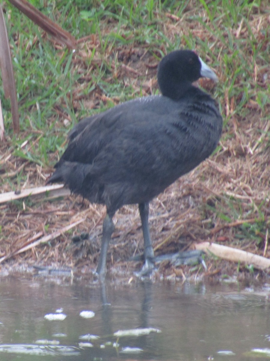 Red-knobbed Coot - ML618430608