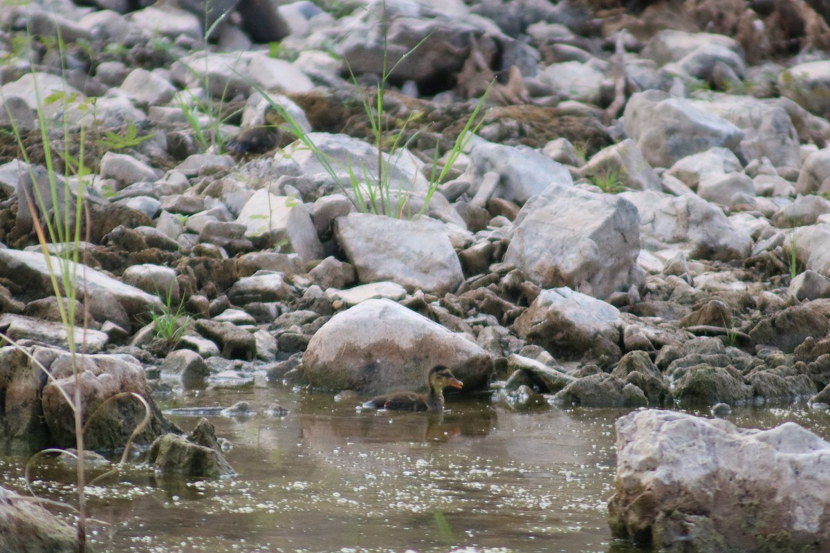 Indian Spot-billed Duck - Supot Surapaetang