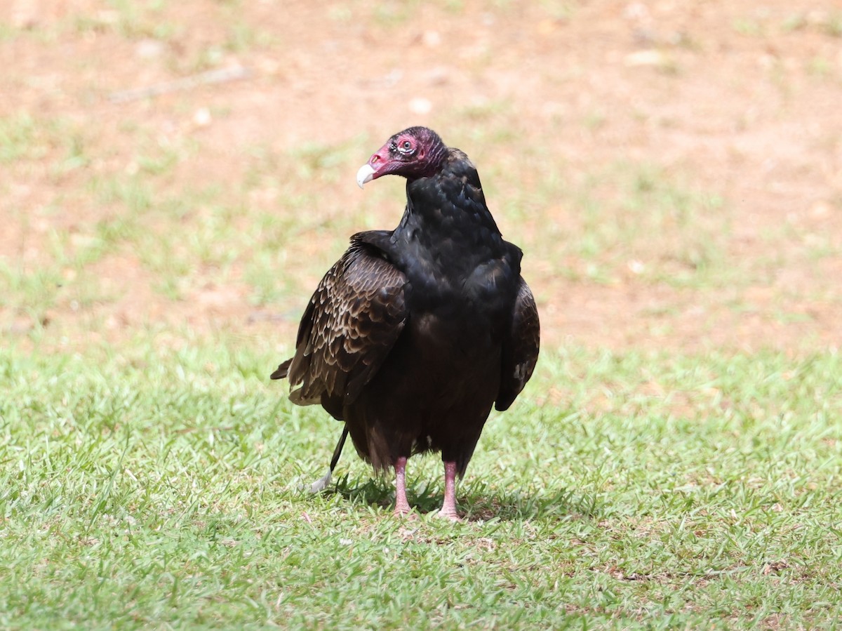 Turkey Vulture - ML618430658