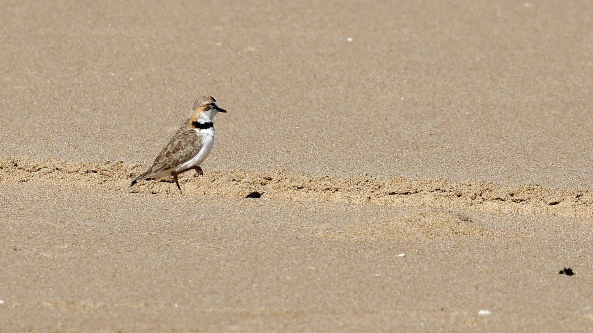 Collared Plover - ML618430659