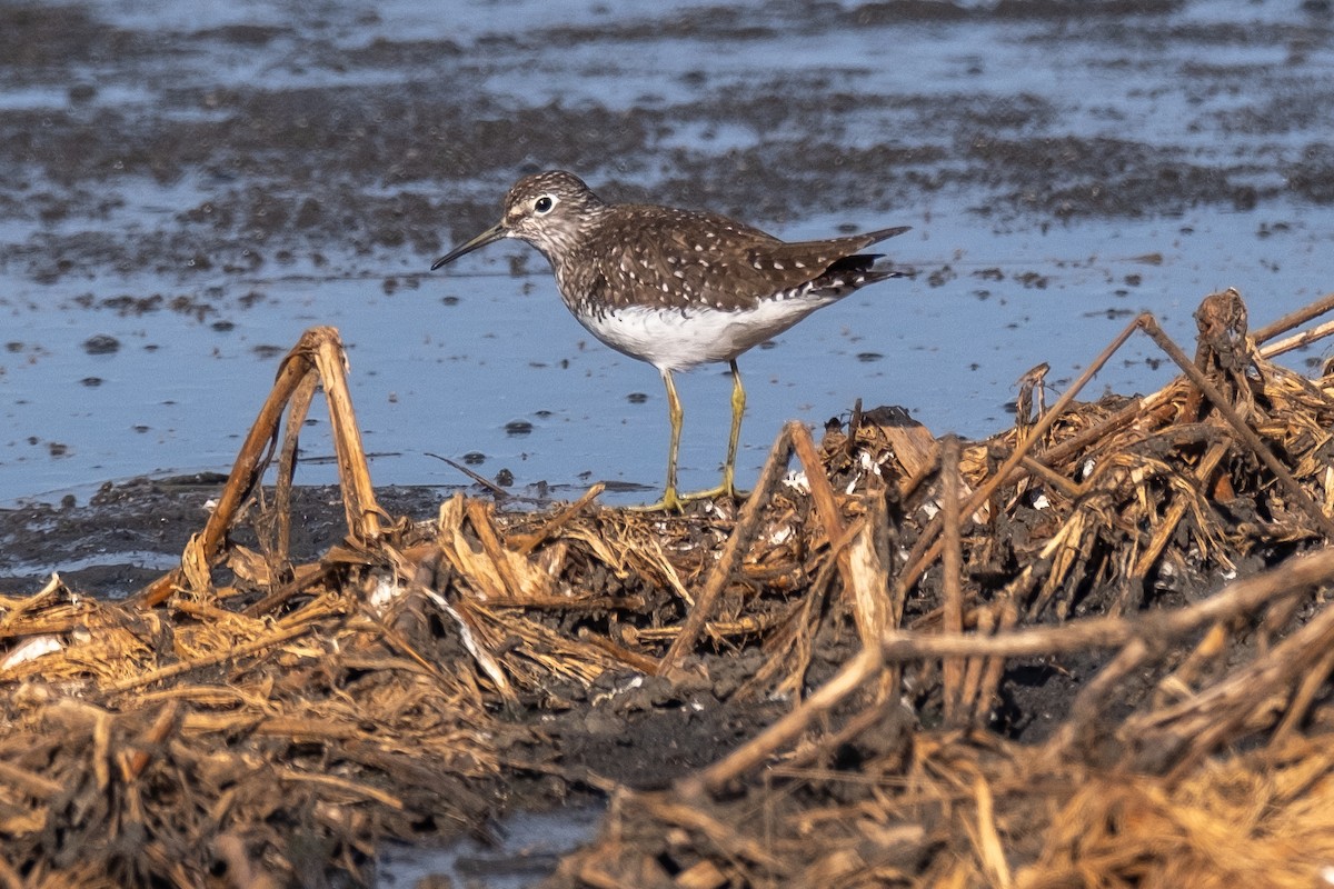 Solitary Sandpiper - Tim Horvath