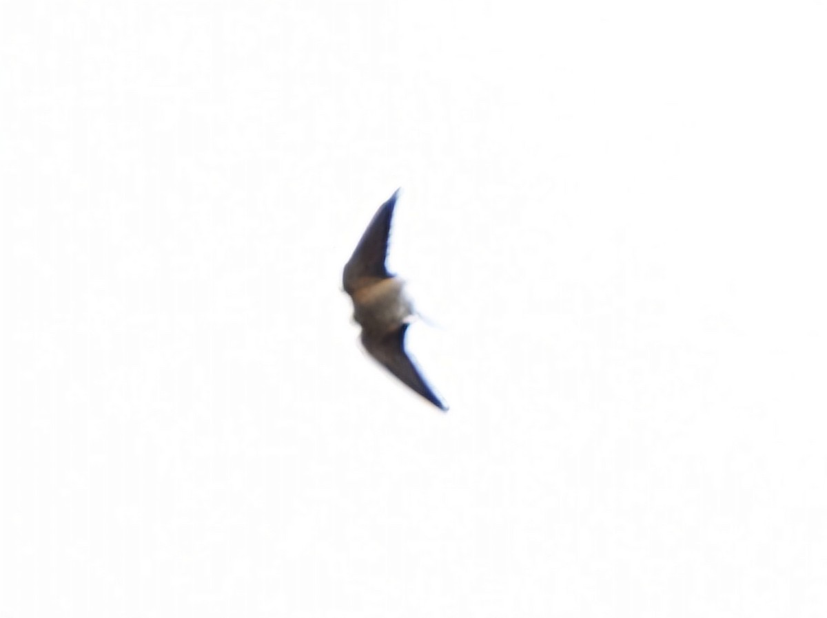 Red-rumped Swallow - ML618430733
