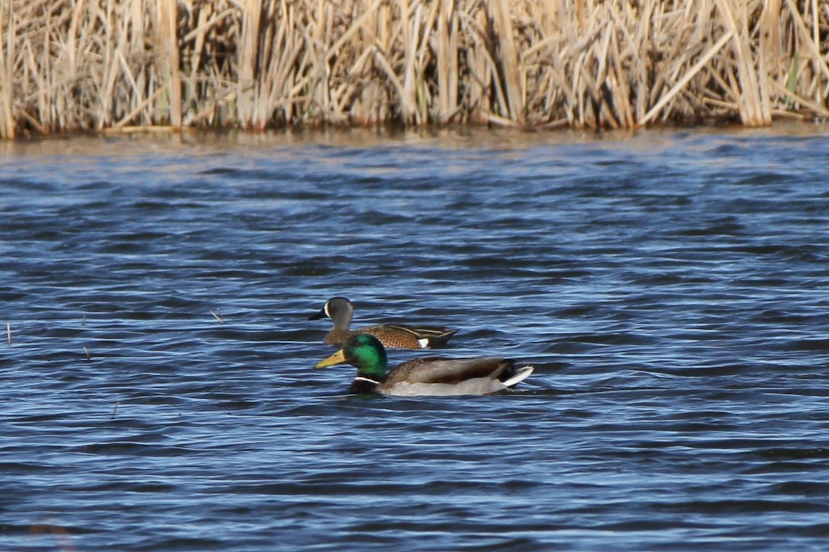 Blue-winged Teal - ML618430735