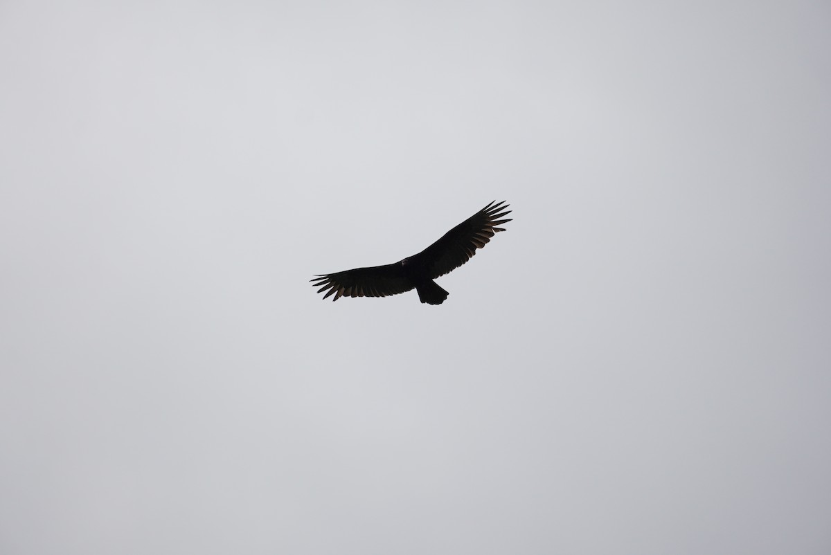Turkey Vulture - ML618430745